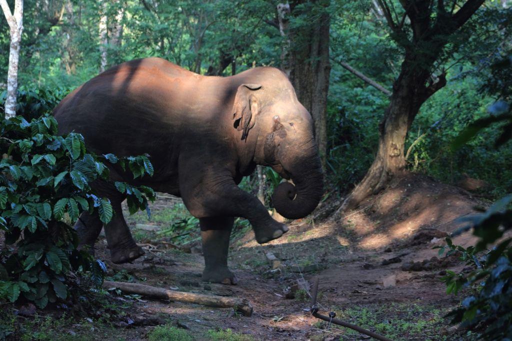 Safeguarding Giants: Tata Coffee’s Model for Human-Elephant Coexistence in the Western Ghats
